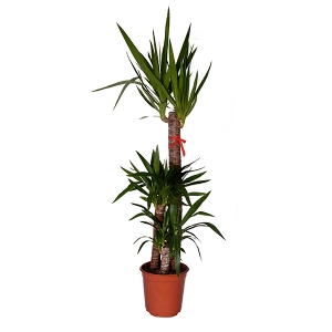 Üçlü Yucca