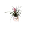 Tillandsia Hava Bitkisi-2